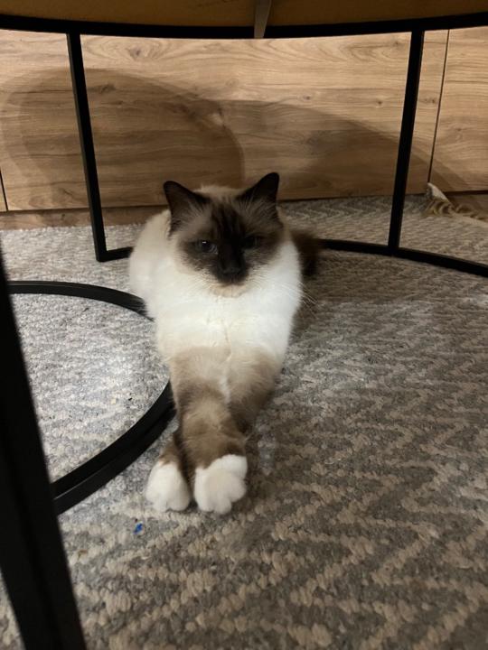 Agnieszka Kwiecinska