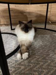 Agnieszka Kwiecinska