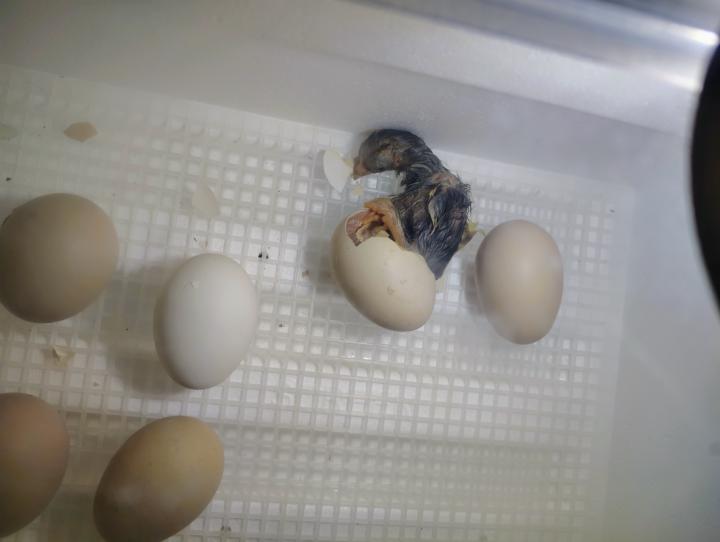 1st baby of the year
