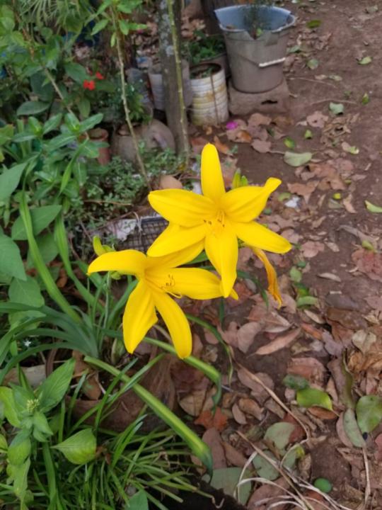 Bessy Carolina Benitez Nuñez