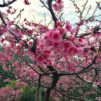 櫻馨 梁