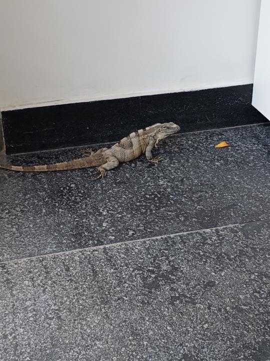 Kevin the Iguana