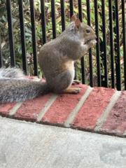 Dilpreet Faulkenbury