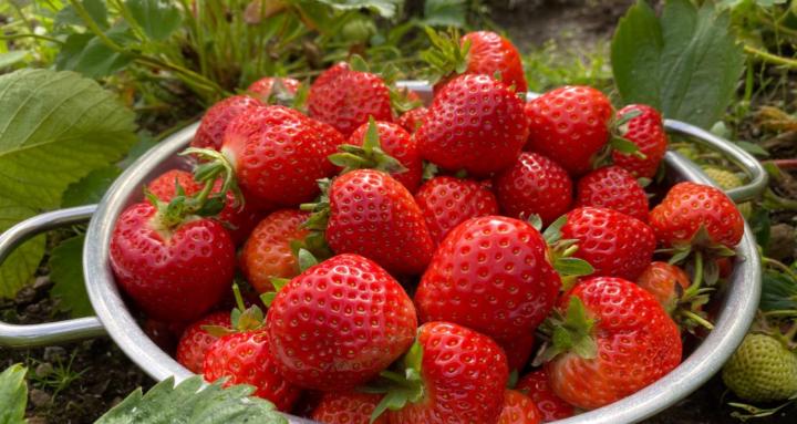 Nature-Led Gardening