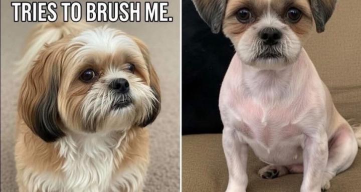 Edwards Scissor Hounds