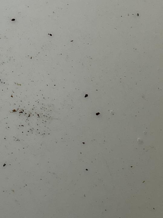 Don’t eat the snow