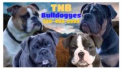 Beth Tnb Bulldogges