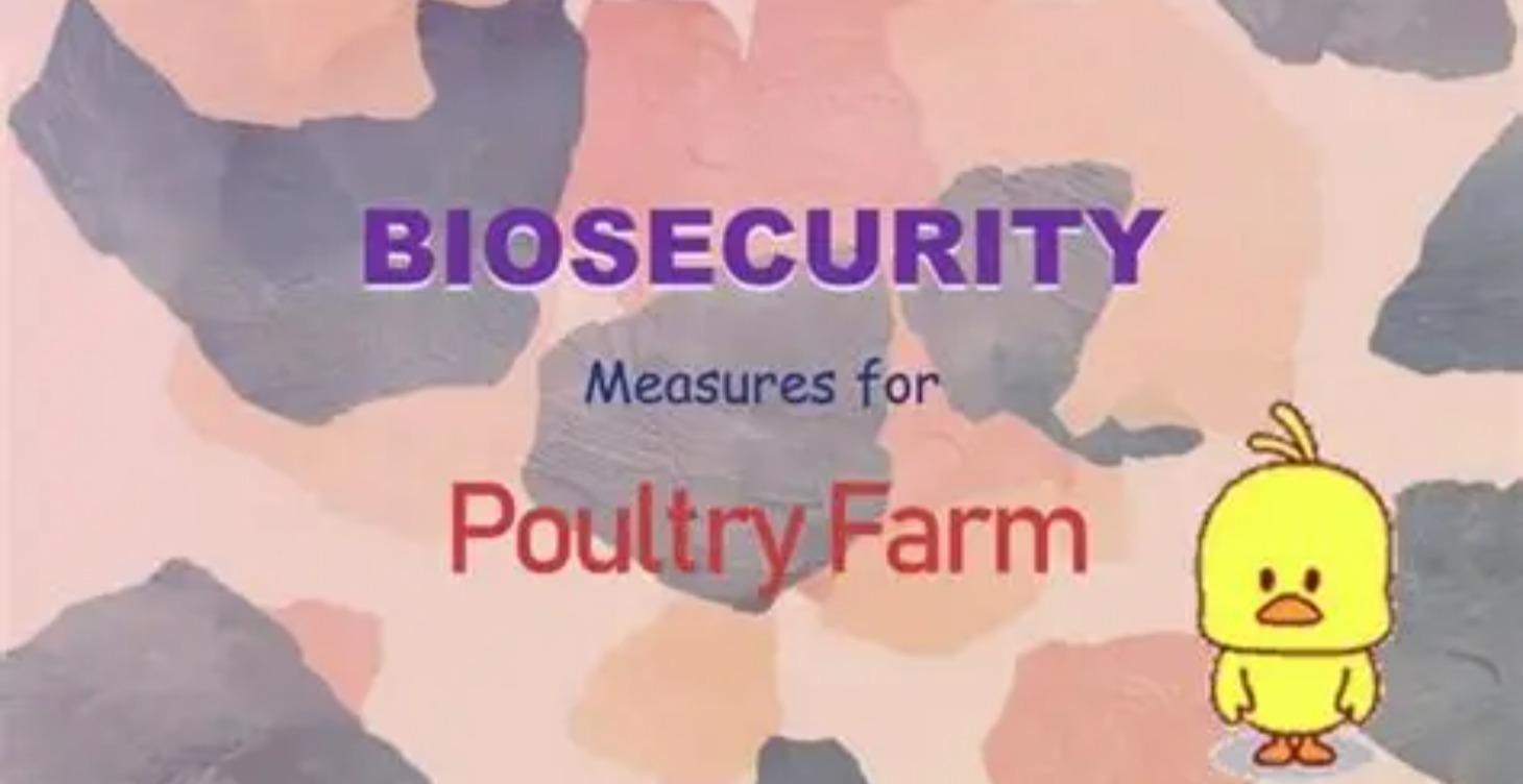 Common chicken illness 2