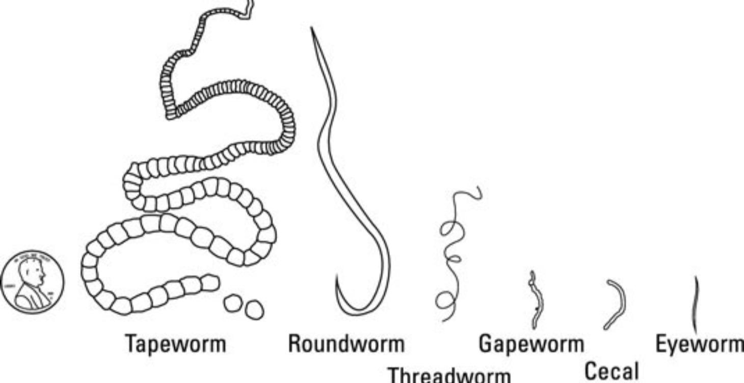Intro to Common Chicken Illnesses and Parasites