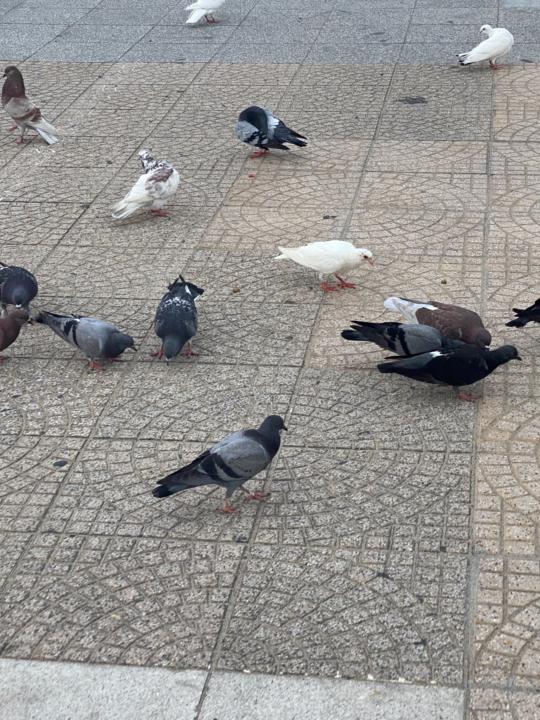 Mấy nhỏ bồ câu “ốm” ghê 🤡