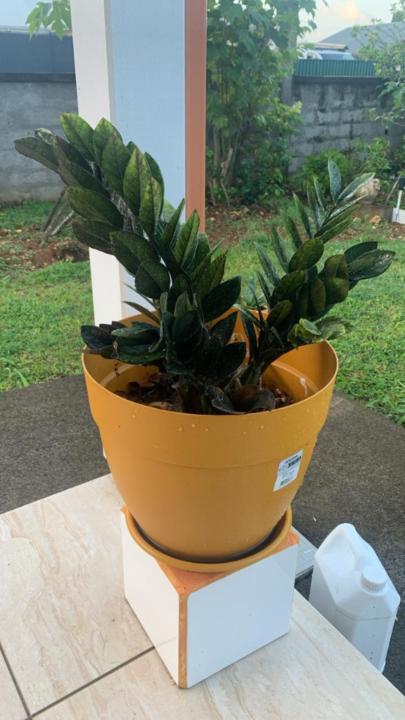 Arnassalon Marie Line