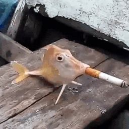 Crunchy Pencil