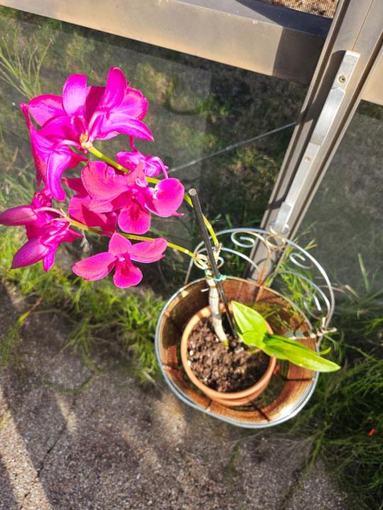 Marcia Currie Johnson