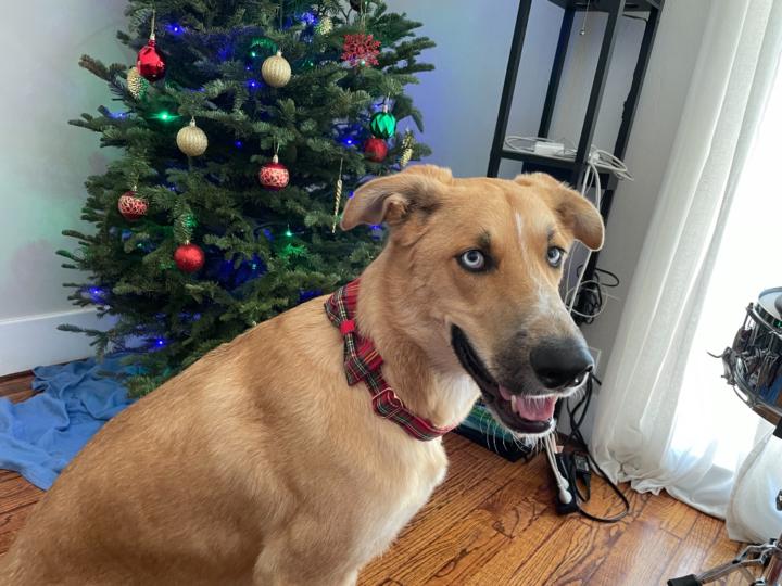 Christopher Tsaganeas