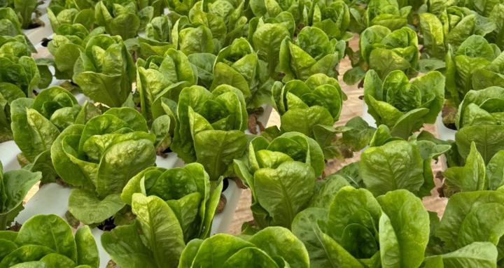The Lettuce Operator Lab