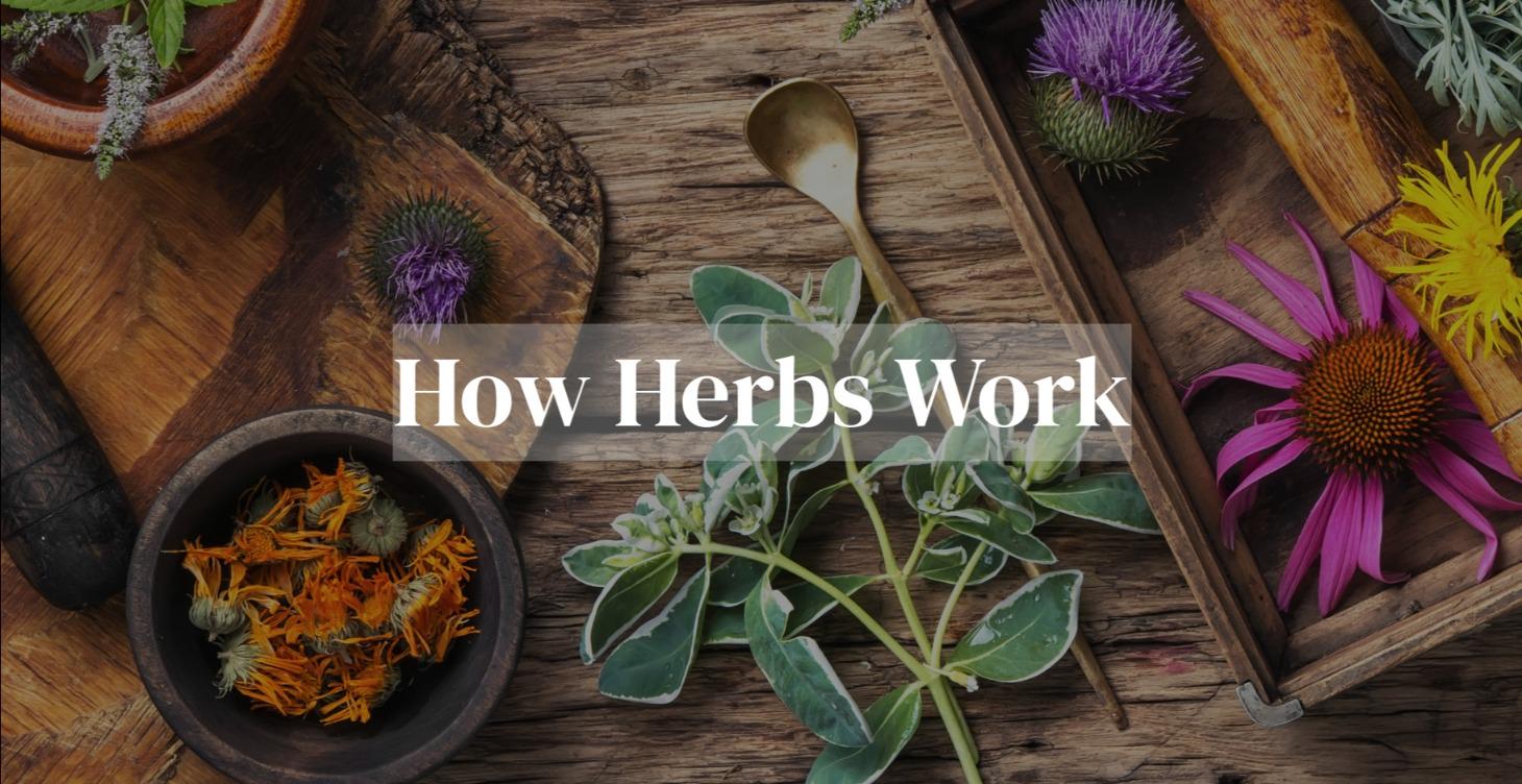 How Herbs Work