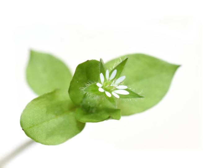 "Weed" of the Week: Chickweed!