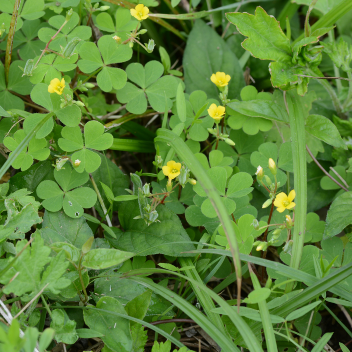 Plant Spotlight, Wood Sorrel (Oxalis)