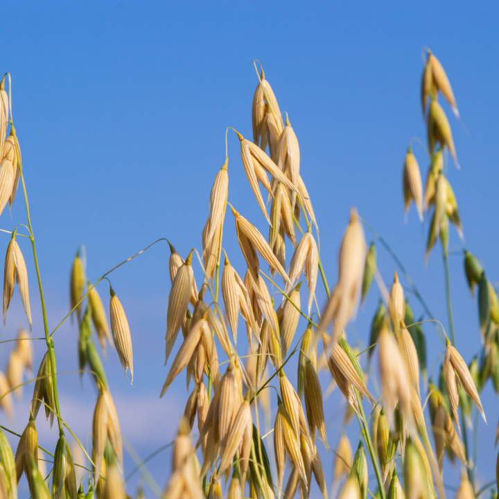 Wednesday Herb Spotlight: Avena sativa (Milky Oats) 🌿