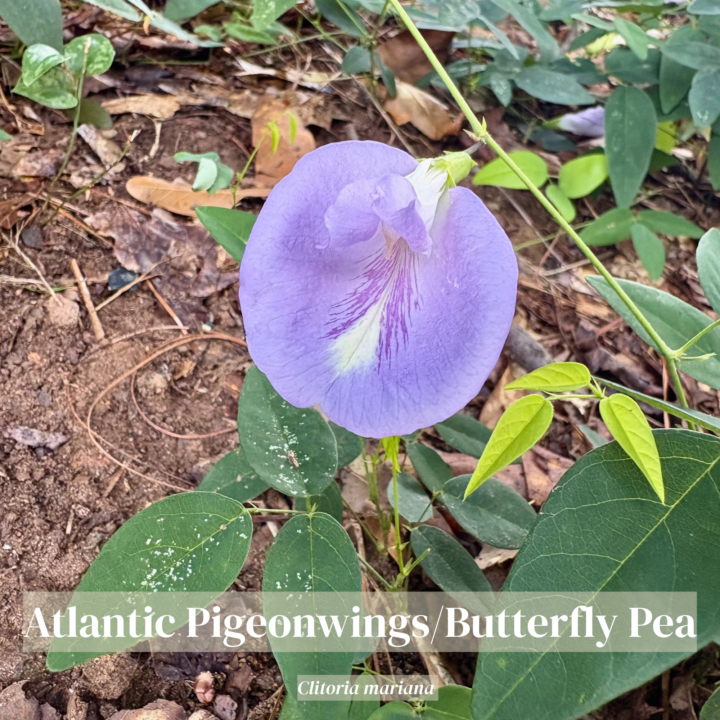 Plant Spotlight of the Week: Meet North America's Native Butterfly Pea