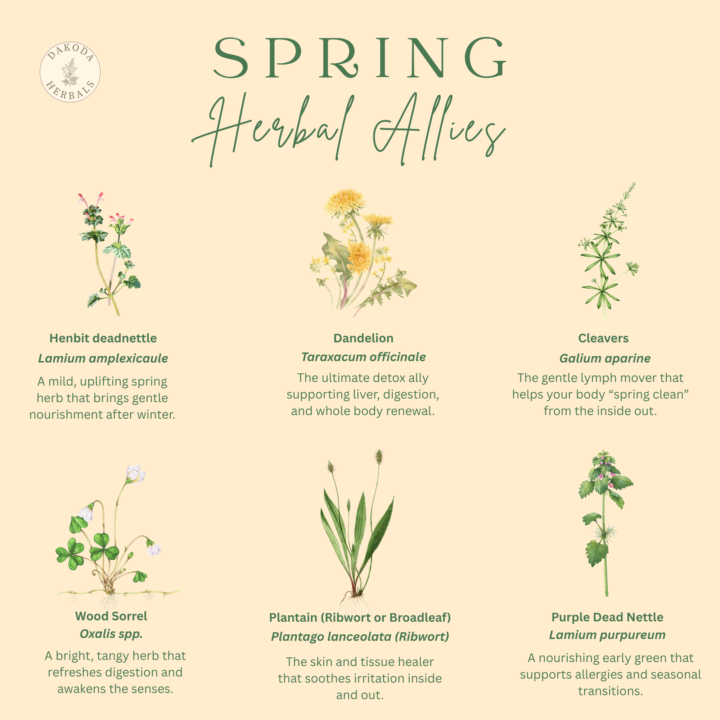 Spring Allies: The Herbs That Help Us Transition + Renew