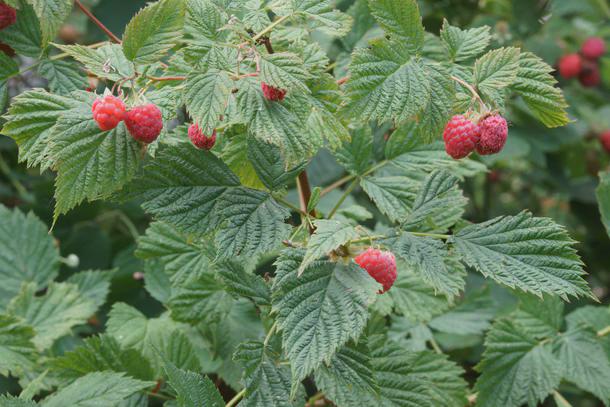 Herb Spotlight: Raspberry Leaf (Rubus idaeus)