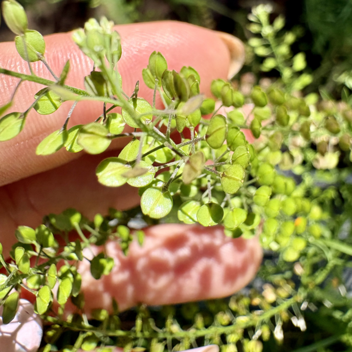 Wednesday Plant Spotlight: Virginia Pepperweed (Lepidium virginicum)