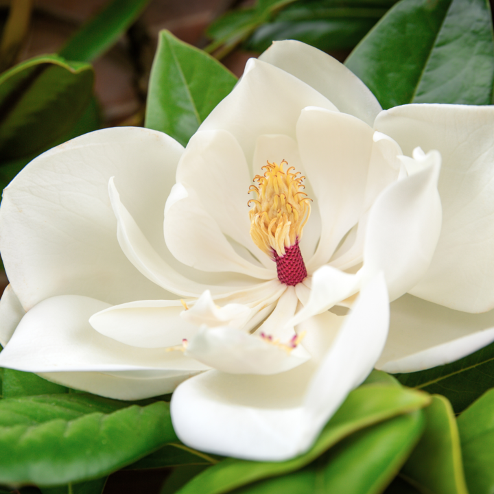 THE MAGNOLIA: Earth's Oldest Glamour! 