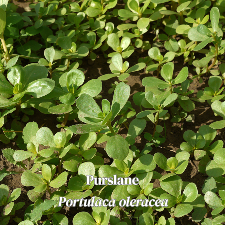 Purslane or Spurge? Here's How to Tell the Difference!