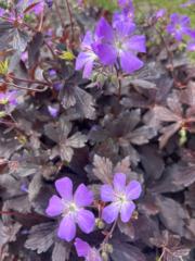 Martha Wild
