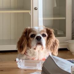 Timuçin Bora Levent