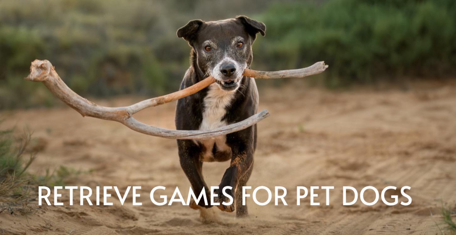 Retrieve Games For Pet Dogs