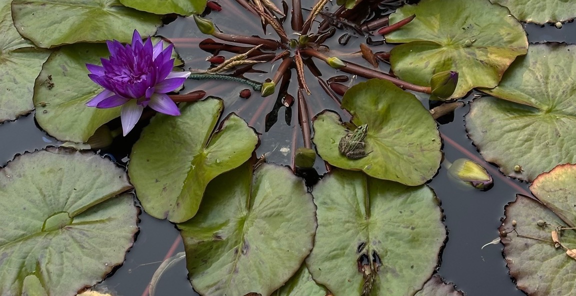 Weekly Reiki Share Access 🌀