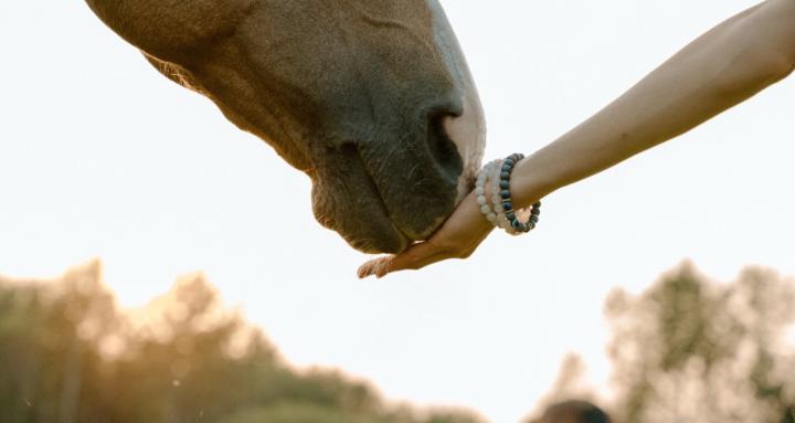 Energetic Mastery w/Reiki Owl