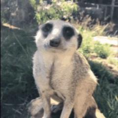 Radek malovanýMalovaný