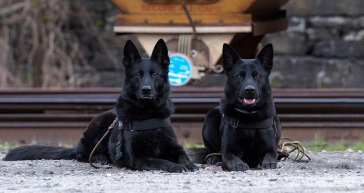 NTG K9 Training and Consulting