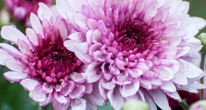 Breastfeeding Mumma’s 🫶🏻