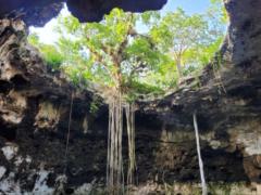 Marisol Cuevas Flores