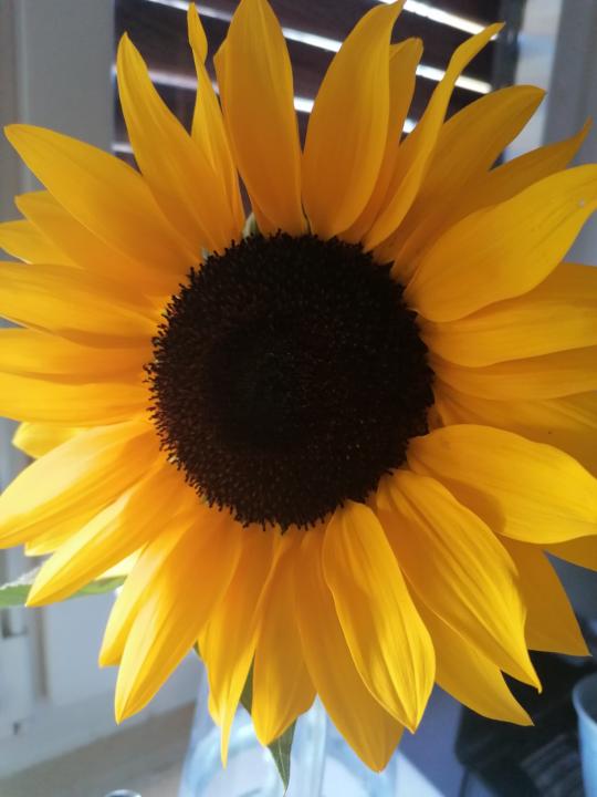 Sommersonnenwende - Summer Solstice 