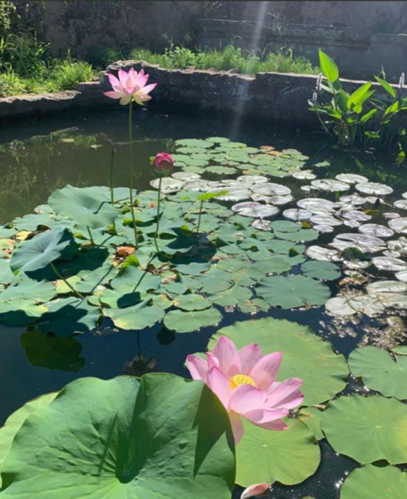 Laura Raia