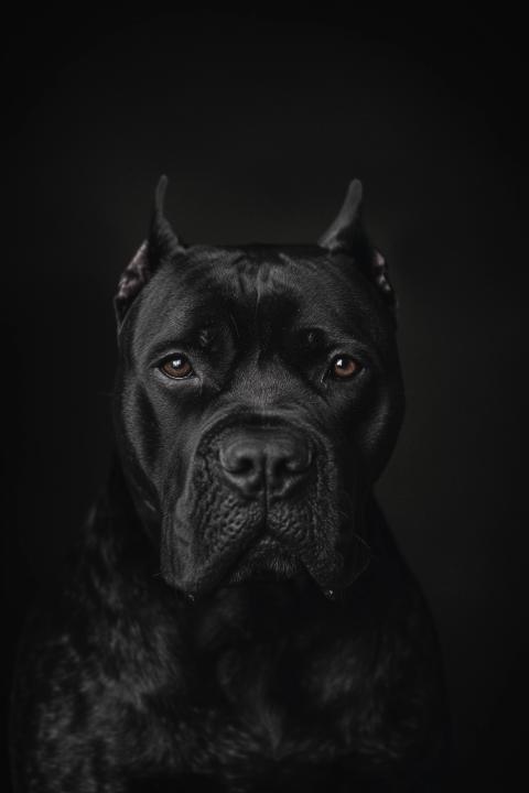 Enrique Fuster revert