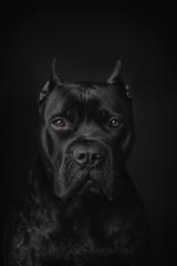 Enrique Fuster revert