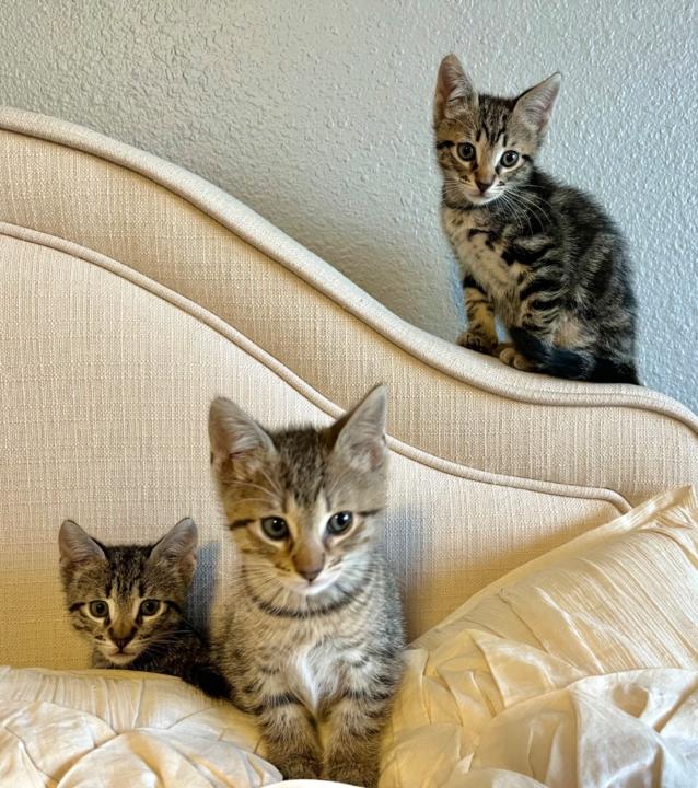 Jennifer Falk-Peterson