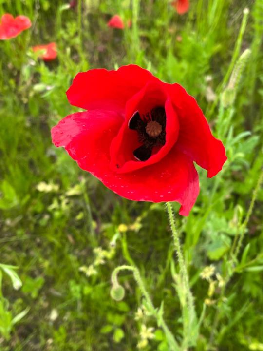 Poppy Natura