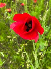 Poppy Natura