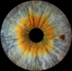 Victoria Harrington-Biddle