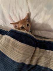 Fernando Perez pizano