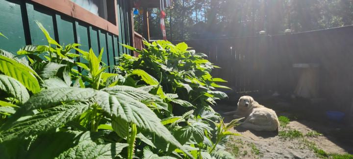 🌲⛏️ Happy Monday Community! 🌞