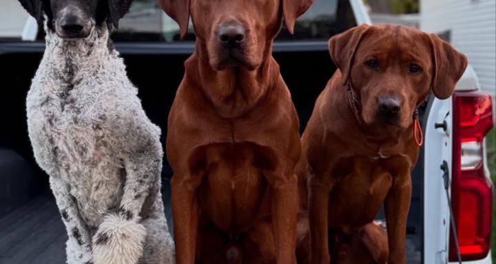 Noble K9 Dog Training