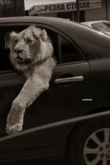 Fares Fares